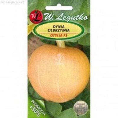 Тыква Отилия (Польша) фото