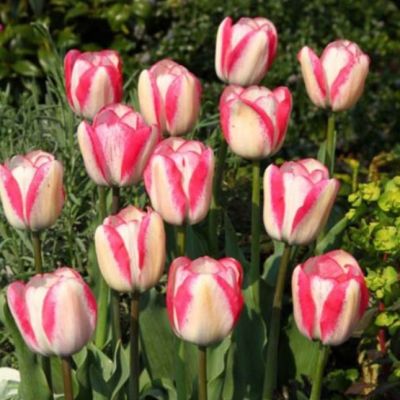 Тюльпан Плэйгерл Тюльпан Плэйгерл фото