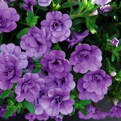 Калибрахоа Алоха Дабл Лавендер - Dolina-Sad.Ru