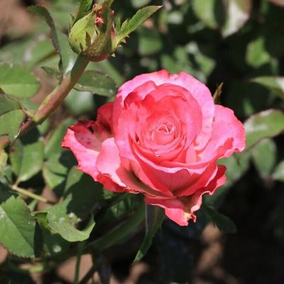 Роза Куравита - Dolina-Sad.Ru