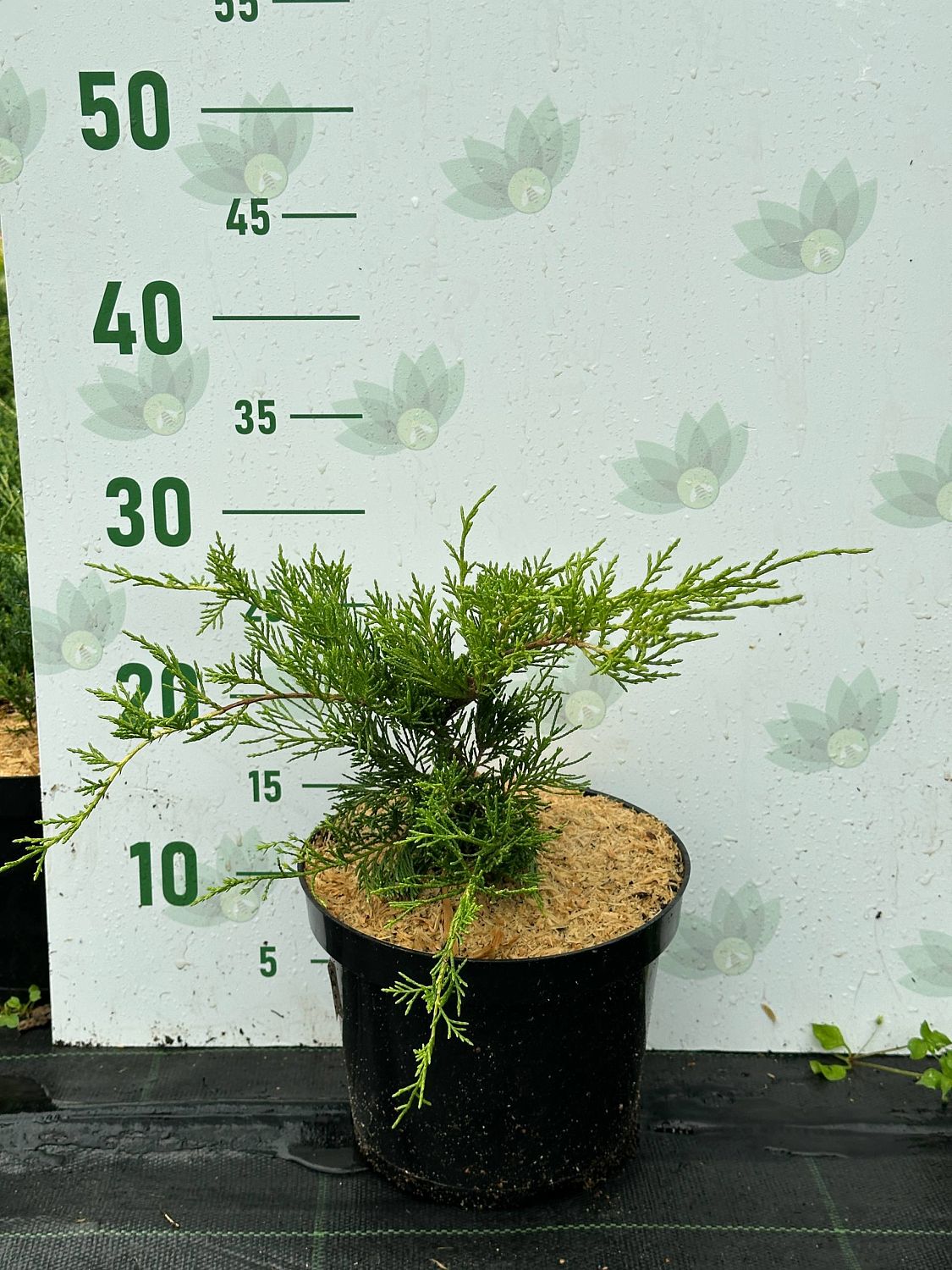 Можжевельник средний Голд Кост, С3 - Dolina-Sad.Ru