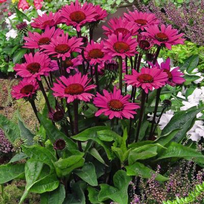 Эхинацея Фатал Эттрэкшн Эхинацея Фатал Эттрэкшн - Dolina-Sad.Ru