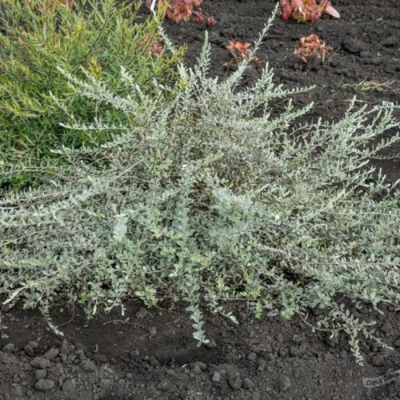 Ива ползучая Нитида Ива ползучая Нитида - Dolina-Sad.Ru