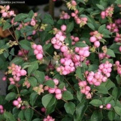 Снежноягодник Мазер оф Перл (2 шт.) фото