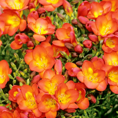 Фрезия махровая оранжевая фото