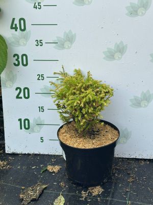 Туя Западная Голден Таффет, С2 Туя Западная Голден Таффет, С2 - Dolina-Sad.Ru