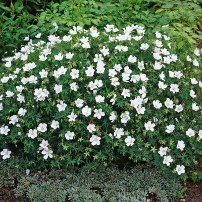 Герань кроваво-красная Альбум Герань кроваво-красная Альбум фото