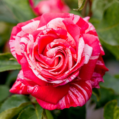 Роза штамбовая Папагено Роза штамбовая Папагено - Dolina-Sad.Ru