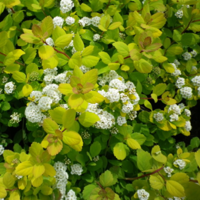 Спирея березолистная Тор Голд Спирея березолистная Тор Голд фото