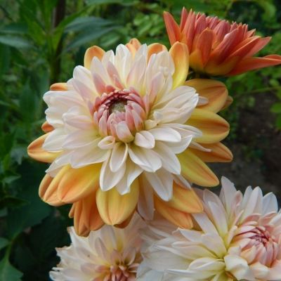 Георгина Коуп де Солеил Георгина Коуп де Солеил - Dolina-Sad.Ru