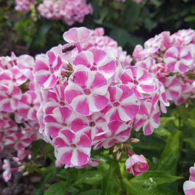 Флокс метельчатый Бамбини Кэнди Краш Флокс метельчатый Бамбини Кэнди Краш - Dolina-Sad.Ru