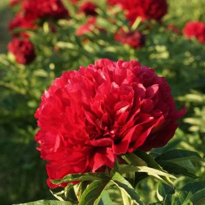 Пион Элиза Ланди Пион Элиза Ланди - Dolina-Sad.Ru