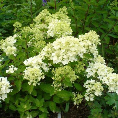 Гортензия метельчатая Бомбшелл фото