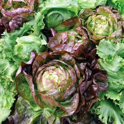 Салат Мини Яхонт Красный Кочанный Н9 фото