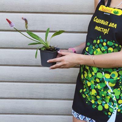 Примула Виалли фото