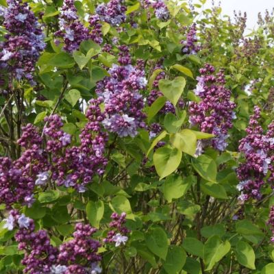 Сирень Катерина Хавемейер Сирень Катерина Хавемейер фото