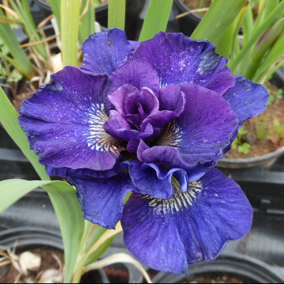 Ирис Конкорд Краш Ирис Конкорд Краш фото