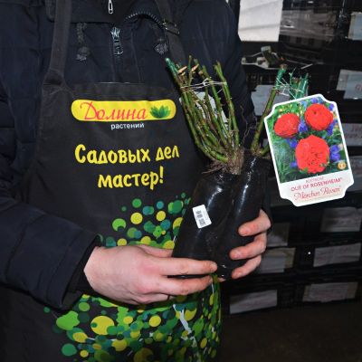 Роза Аут оф Розенхайм - Dolina-Sad.Ru