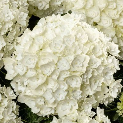 Гортензия крупнолистная Флоренсия Гортензия крупнолистная Флоренсия - Dolina-Sad.Ru