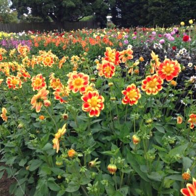 Георгина Пух Георгина Пух - Dolina-Sad.Ru