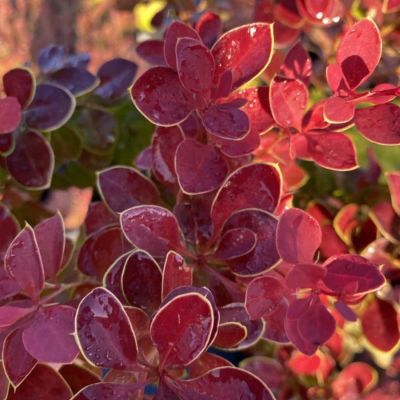 Барбарис Тунберга Чикита, С2 - Dolina-Sad.Ru