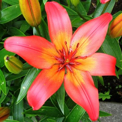 Лилия Сансет Матрикс Лилия Сансет Матрикс фото