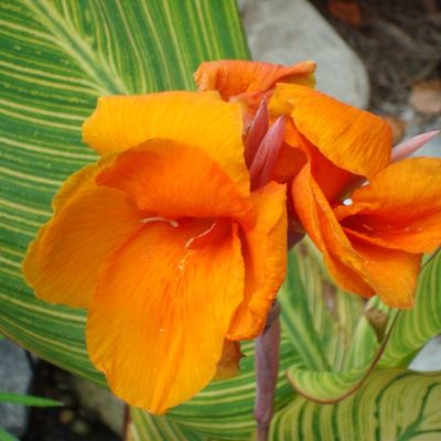 Канна Стриата - Dolina-Sad.Ru