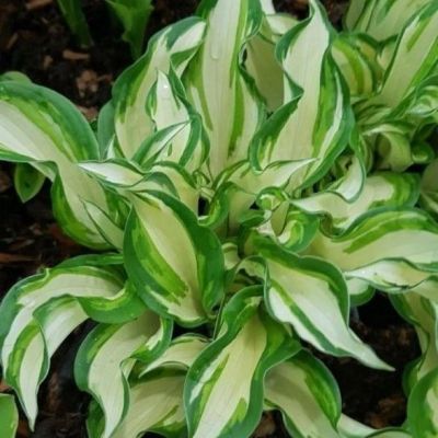 Хоста Твист Сперминт - Dolina-Sad.Ru