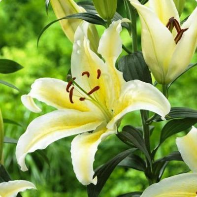 Лилия Чилаут Лилия Чилаут фото