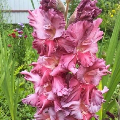 Гладиолус Ростов - Dolina-Sad.Ru