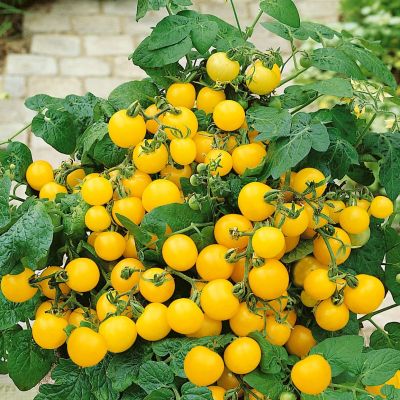 Томат Синичка, автор. Н15 Томат Синичка, автор. Н15 фото