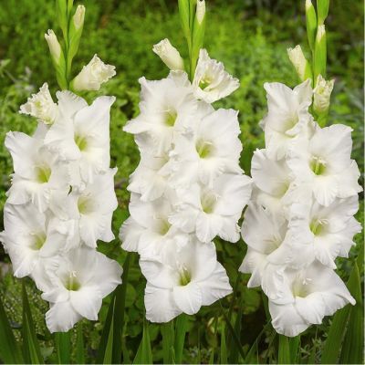 Гладиолус Полар Бир - Dolina-Sad.Ru