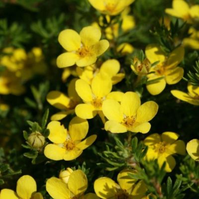 Лапчатка кустарниковая Кобольд, С3 - Dolina-Sad.Ru