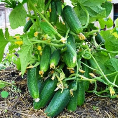 Огурец Кустовой Н12 Огурец Кустовой Н12 фото