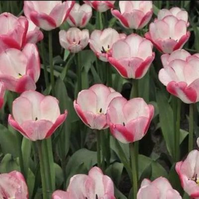 Тюльпан Плэйгерл Тюльпан Плэйгерл фото