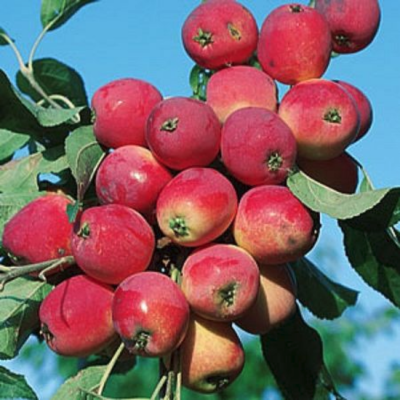 Яблоня Райка Яблоня Райка - Dolina-Sad.Ru