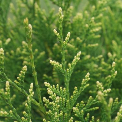 Туя западная Голден Тип, С3 - Dolina-Sad.Ru