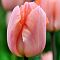 Тюльпан Априкот Бьюти Тюльпан Априкот Бьюти фото