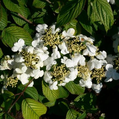 Калина Мэджикал Спиринг Глори Калина Мэджикал Спиринг Глори - Dolina-Sad.Ru