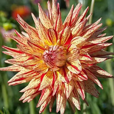 Георгина Марканти Георгина Марканти - Dolina-Sad.Ru