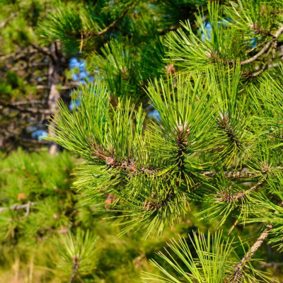 Сосна желтая Сосна желтая фото