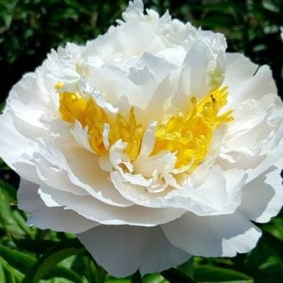 Пион Чеддар Сюрпрайз фото