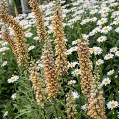 Наперстянка ржавая Гелбер Херолд - Dolina-Sad.Ru