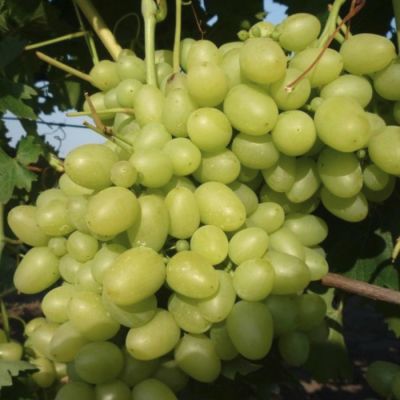 Виноград Дарья Виноград Дарья - Dolina-Sad.Ru