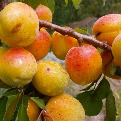 Абрикос Юбилейный Навои Абрикос Юбилейный Навои - Dolina-Sad.Ru