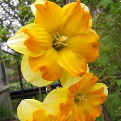 Нарцисс Мондрагон Нарцисс Мондрагон фото