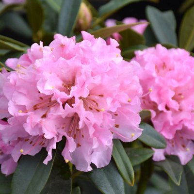 Рододендрон Чир - Dolina-Sad.Ru