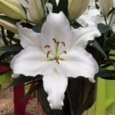 Лилия Нова Зембла Лилия Нова Зембла фото