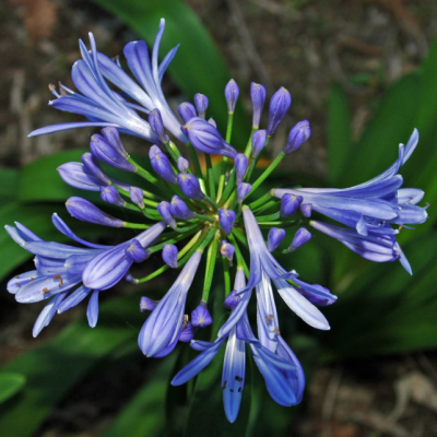 Агапантус Блю фото