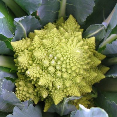 Капуста цветная Красивая Головушка Капуста цветная Красивая Головушка фото